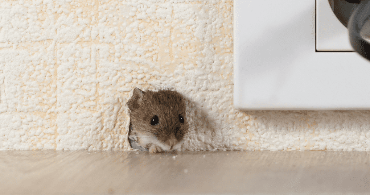 Comment se débarrasser des souris dans les murs ?